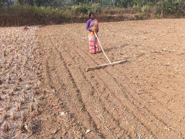 Recent field activities